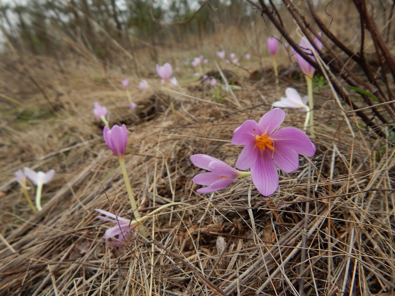 Fiori di stagione